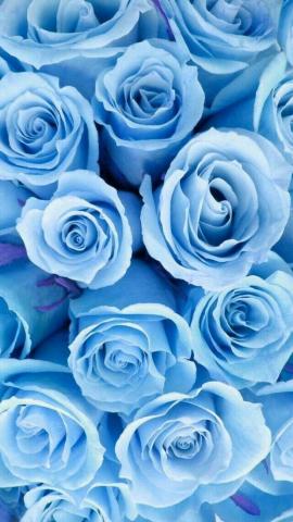 Trend Council Blue Color Inspiration Roses