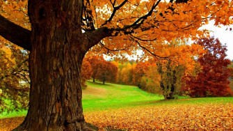 Tree Scene Wallpaper