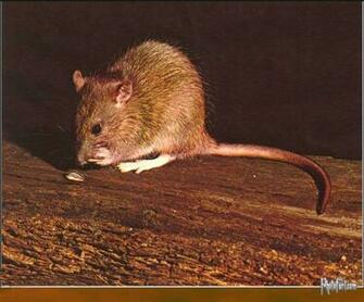 Rat Wallpaper