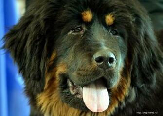 Black Tibetan Mastiff Close Up Wallpaper And Image