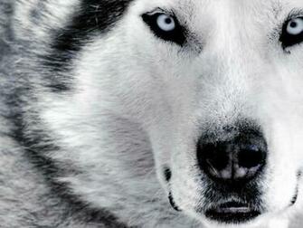 Husky Up Close Desktop Pc And Mac Wallpaper