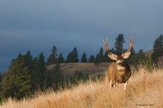 Gallery For Gt Monster Mule Deer Wallpaper