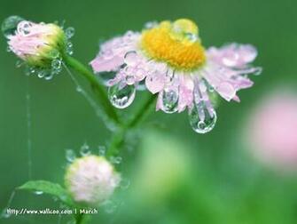 Pink Daisy Flowers With Water Drops Wallpaper