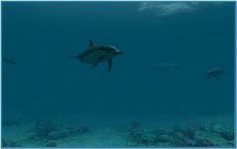 Dolphins 3d Screensaver And Animated Wallpaper