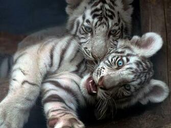 Baby White Tiger Wallpaper