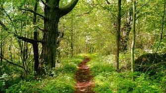 Lovely Path Wallpaper