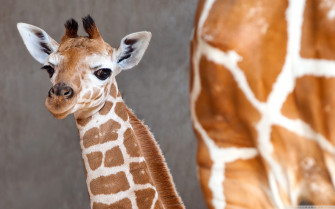 Cute Giraffe Wallpaper