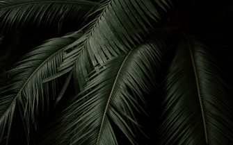 Wallpaper Leaves Plant Green Dark Botanical