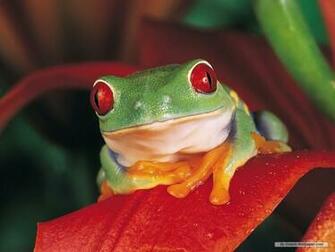 Frogs Image Frog Wallpaper HD And Background