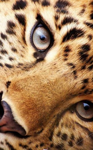 Animals Live Wallpaper Android Apps On Google Play