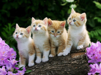Cute Cat Wallpaper