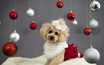 Christmas New Year Holiday Dog G Wallpaper