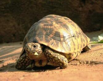 Tortoise Wallpaper Pc 115q468 4usky