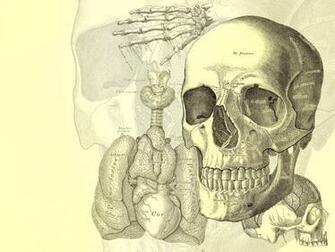 Related Searches For Human Anatomy Wallpaper