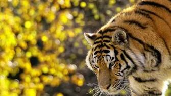 Nature Beautiful Tiger Wallpaper Original Tigers