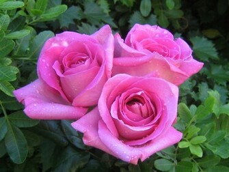 Roses Bouquet Wallpaper Three Hot Pink