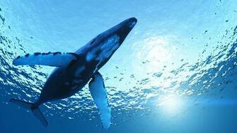 Blue Whale Wallpaper Image