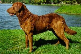Chesapeake Bay Retriever Puppies HD Pictures Image Wallpaper