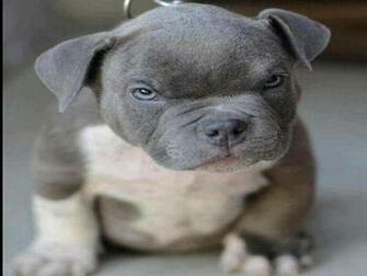 Pitbull Wallpaper To Your Cell Phone Bad Chubby Cute