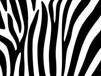 Zebra Stripes Design Psdgraphics