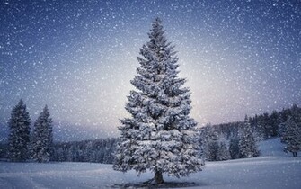 Snowy Christmas Tree HD Wallpaper 3d Desktop