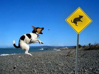 Funny Wallpaper HD Desktop Very