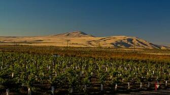 Red Mountain Ava Rattle Snake Fall Vineyard Wallpaper
