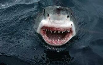 The Most Awesome Wallpaper For People Who Love Shark Week Gallery