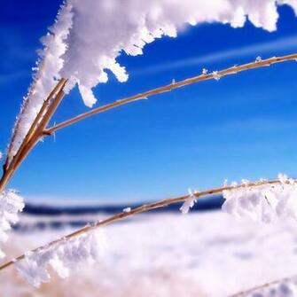 iPad Wallpaper Winter Details