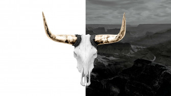 Bull Skull Wallpaper
