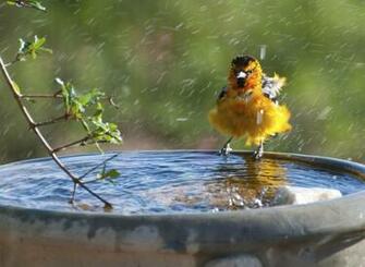 Summer Bird Wallapers HD Wallpaper