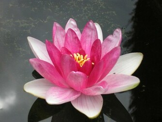 Tag Water Lily Wallpaper Image Photos And Pictures For