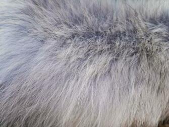 Wolf Fur Reference By Cravingotters