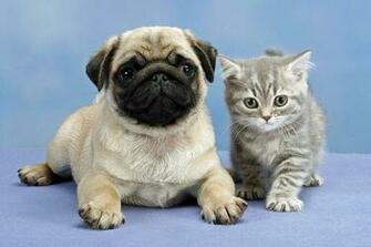 Pug Wallpaper Screensaver Background Cute Puppy Kitten