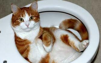 Funny Cats Wallpaper High Quality