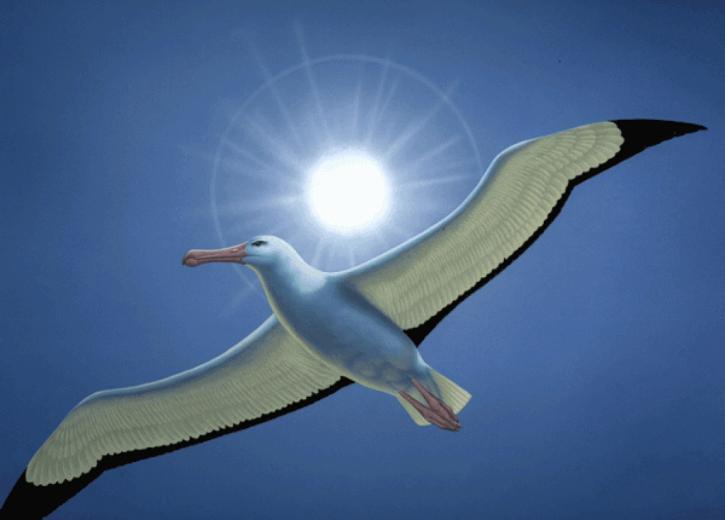 Wandering Albatross Wallpaper Wallmaya