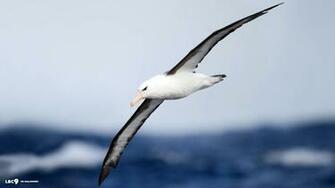 Albatross Wallpaper And Background Image Net