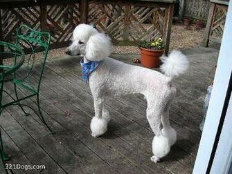 Standard Poodle Wallpaper Pictures Breed Information