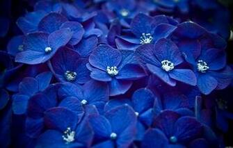 Screensavers Mobile Flowers Animated Cell Phone
