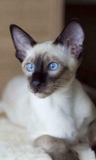 Bigger Siamese Cat Live Wallpaper For Android Screenshot