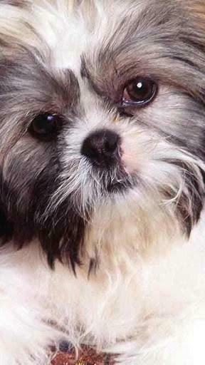 Wallpaper Picture Comment Shih Tzu Pretty Dogs Image Name
