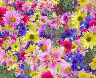 Bright Colorful Tropical Flowers Background Wallpaper Photo Foter