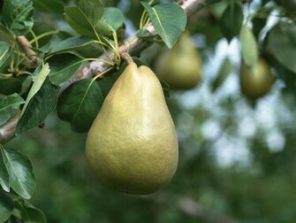 Pears Fresh On Trees Japanese No Wallpaper