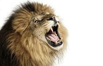 African Lion