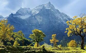 Maple Trees And Mountains Windows HD Wallpaper