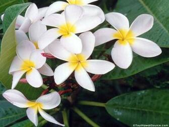 Hawaiian Flower Wallpaper