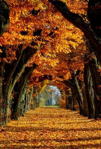 Autumn 3wallpaper iPhone