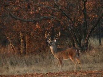 Whitetail Deer Background