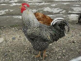 Rooster Crowing Wallpaper HD Desktopinhq