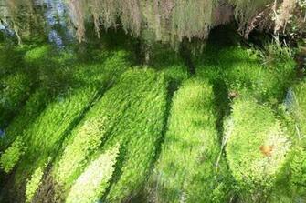 Hoh Rain Forest Wallpaper